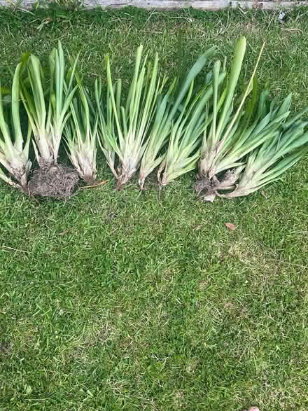 Photo of free Bromeliads (Lynfield, Auckland) #2