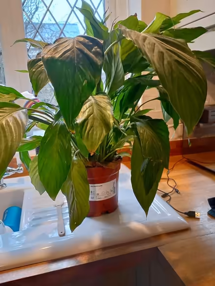 Photo of free Japanese peace lily plant (HP13 Terriers near RGS) #1