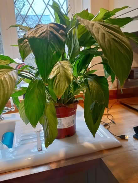 Photo of free Japanese peace lily plant (HP13 Terriers near RGS) #1