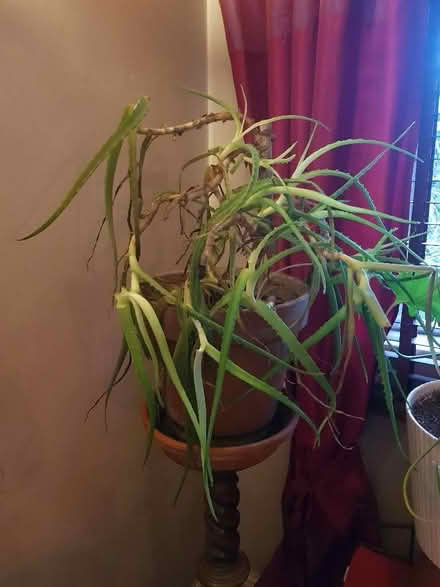 Photo of free Aloe Vera Plant (Orpington BR5) #1