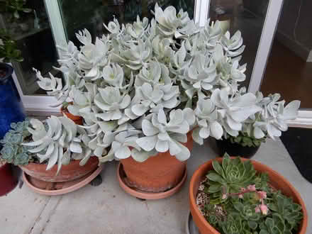 Photo of free Pigs Ears plant (near Rossmoor Pkwy) #2