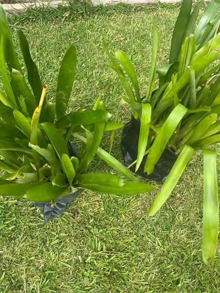 Photo of free Bromeliads (Lynfield, Auckland) #1