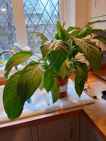 Photo of free Japanese peace lily plant (HP13 Terriers near RGS) #2