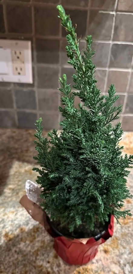 Photo of free Small cypress tree (Near Mountain View Ca) #1