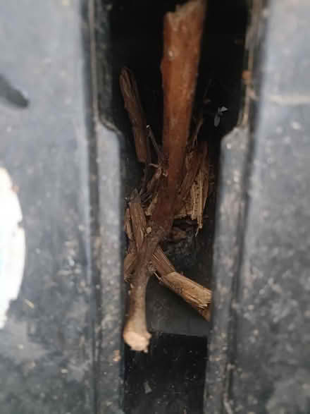 Photo of free Bosch electric garden shredder (Shirley CR0) #4