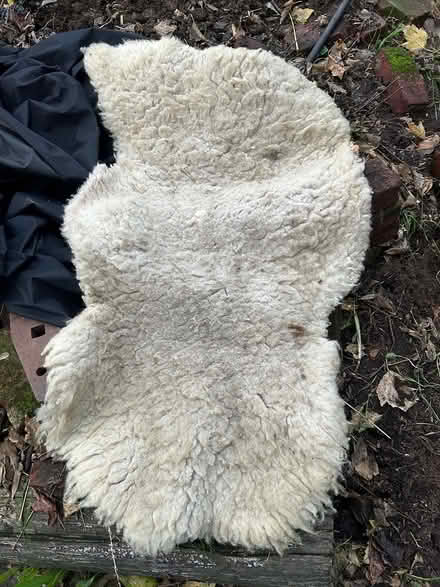 Photo of free Sheepskin/Fleece (Palo Alto, near Cal Ave) #1