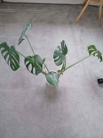 Photo of free Swiss cheese plant (Epping CM16) #1