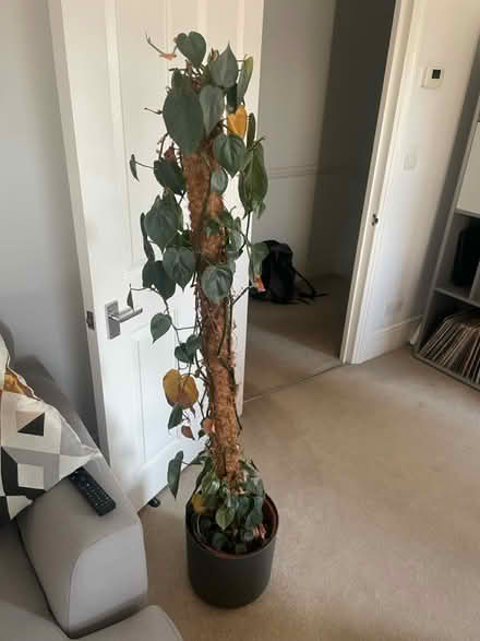 Photo of free House Plant (Lewisham) #1