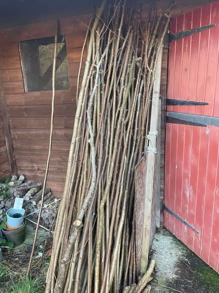 Photo of free Coppiced hazel - suitable for bean poles (West Liss GU33) #1