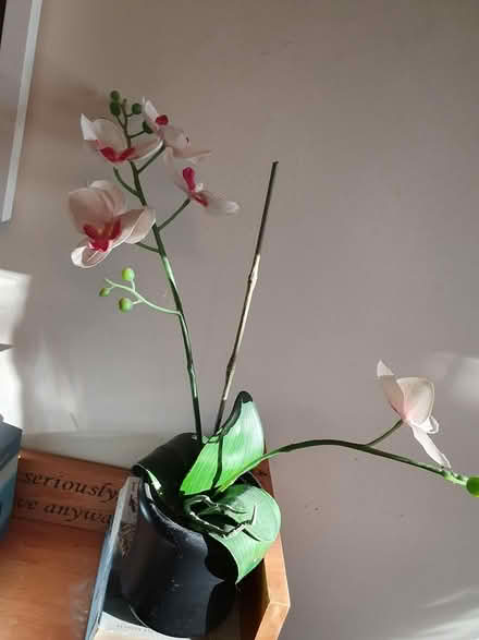 Photo of free Plastic orchid (RG23 Winklebury) #2