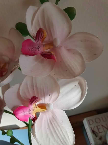 Photo of free Plastic orchid (RG23 Winklebury) #1