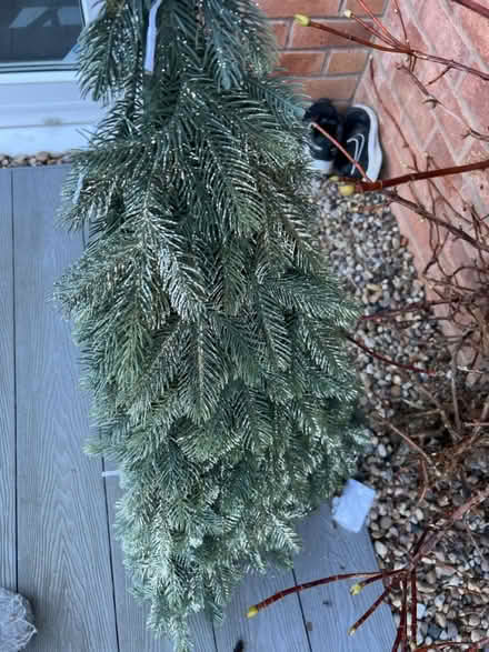 Photo of free Plastic Xmas tree (Syston - LE7) #2