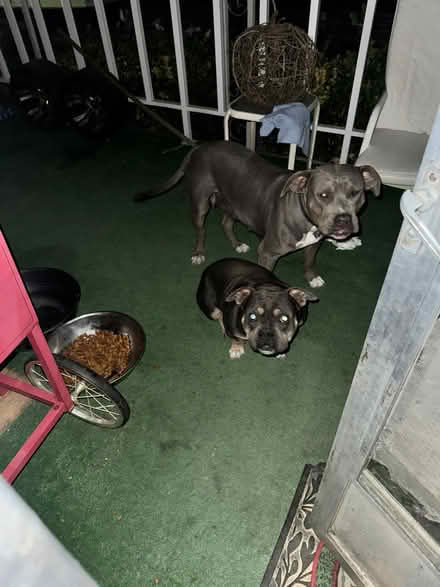 Photo of Dog supplies need (Hemet) #1