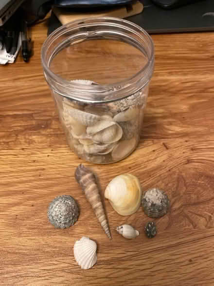 Photo of free Shells (Bedminster Down BS13) #2