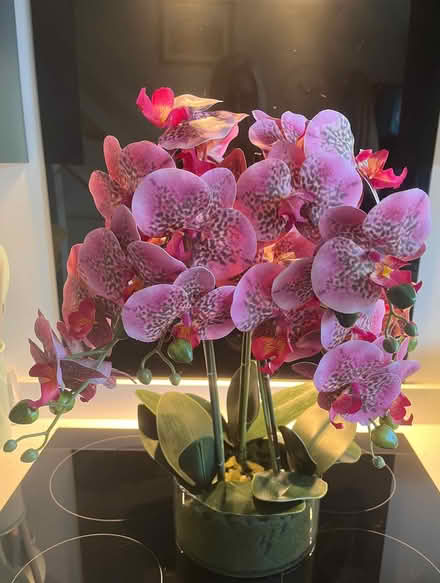 Photo of free Artificial Orchid (Bridlington YO16) #1