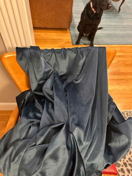 Photo of free Blue Velvet Curtains 8 panels (West Revere) #2