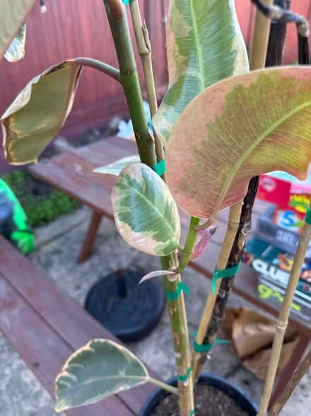 Photo of free Ruby Red Ficus (Upper Millsmont) #2