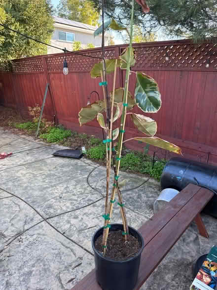 Photo of free Ruby Red Ficus (Upper Millsmont) #1