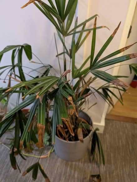 Photo of free Lady Palm (Bethnal Green E2) #2