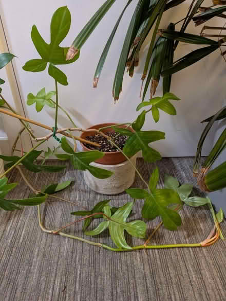 Photo of free Philodendron Florida Ghost (Bethnal Green E2) #1