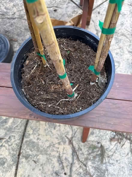 Photo of free Ruby Red Ficus (Upper Millsmont) #3