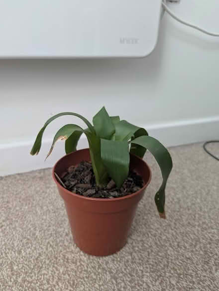 Photo of free House plant (SS2) #1