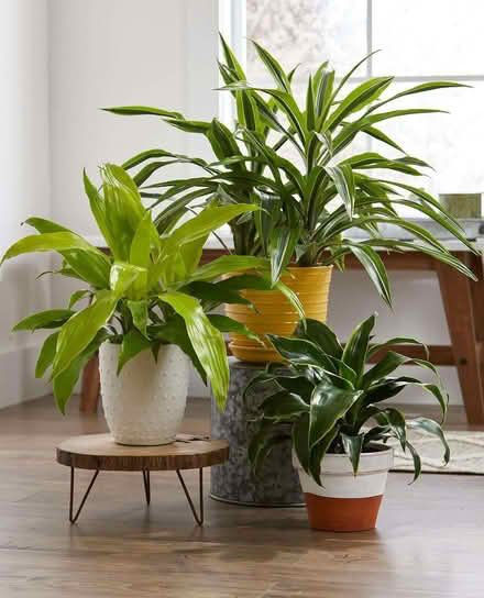 Photo of House Plants (Hampden Park BN22) #1