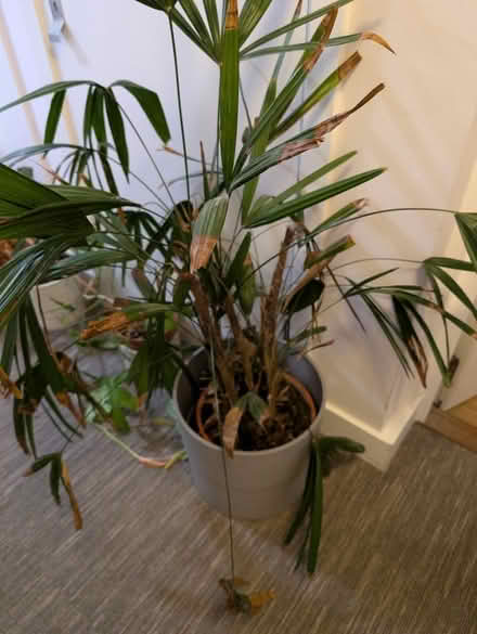 Photo of free Lady Palm (Bethnal Green E2) #1