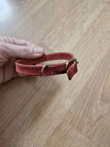 Photo of free Cat Collar (CH42 tranmere) #1
