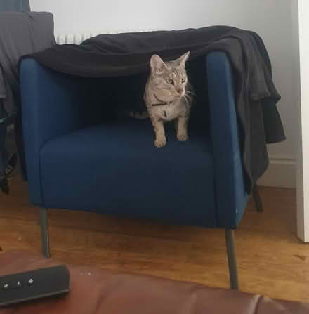 Photo of free Navy blue sofa chair (N4 Finsbury park) #1