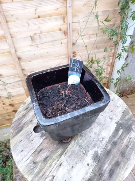 Photo of free Peony in a pot (Chippenham) #1