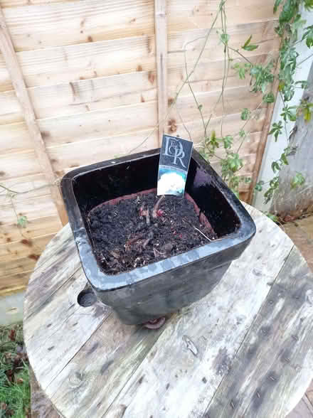 Photo of free Peony in a pot (Chippenham) #1