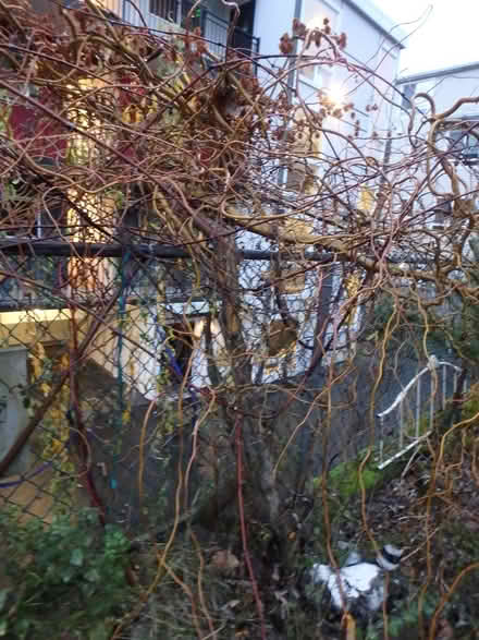 Photo of free Willow Tree (Interbay/Queen Anne) #1