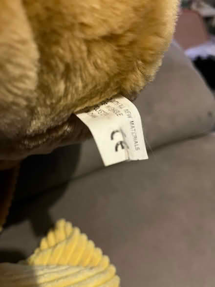 Photo of free Teddy (Chatham) #2