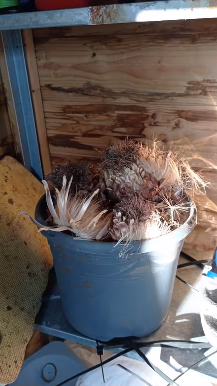 Photo of free Giant cardoon seedheads (Chippenham) #1