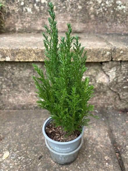 Photo of free Small Ellwoodii in pot (Lower Weston) #1
