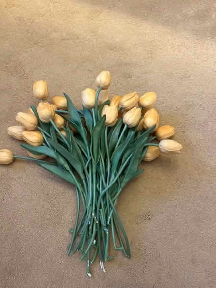 Photo of free Fake tulips (Blacklands TN34) #1