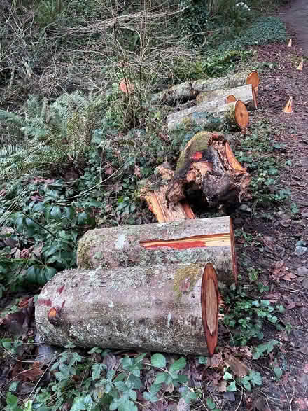 Photo of free Firewood (Burton) #1