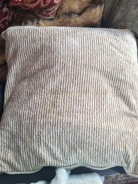Photo of free 3 large cream cushions (BN3) #2