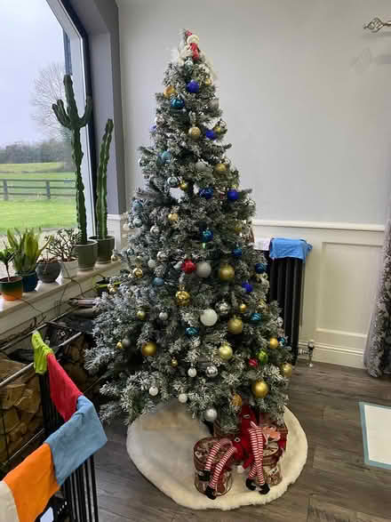 Photo of free Christmas Tree - 7ft (Sixmilebridge) #2