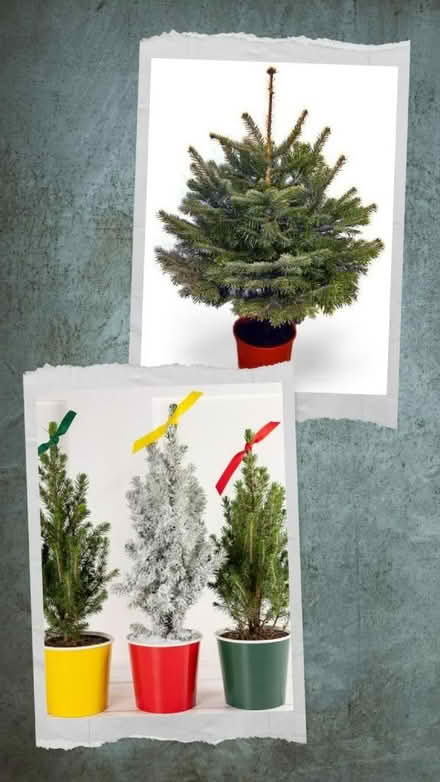 Photo of Small Christmas trees (real). (West Hill BN1) #1