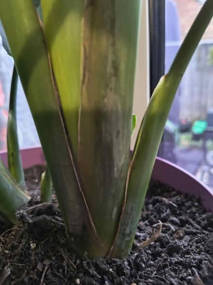 Photo of free Bird of Paradise Plant see details (Fiveways Brighton) #2