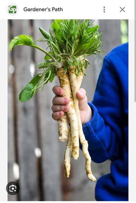 Photo of Horseradish plants (Swindon SN2) #1