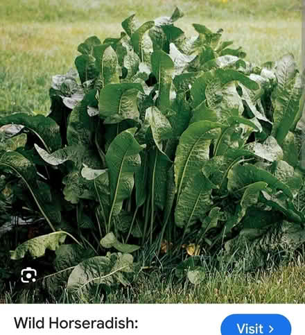 Photo of Horseradish plants (Swindon SN2) #2