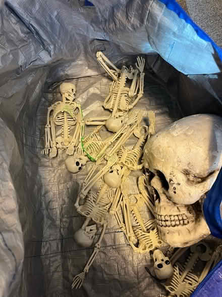 Photo of free Skeleton/skull decorations (SoHo) #1