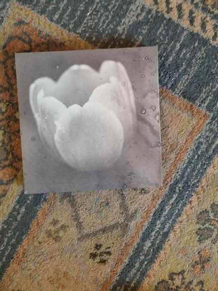 Photo of free Pictures (BN3) #2
