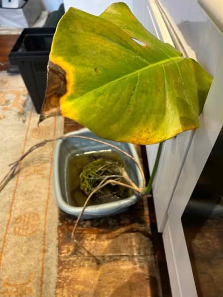 Photo of free Swiss cheese plant (Brighton BN1) #1