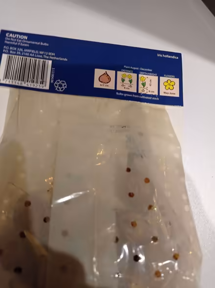 Photo of free B&M Dutch iris bulbs bought in error (Chippenham) #2