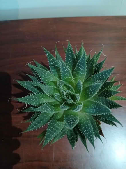 Photo of free Small aloe (Crewe, CW2) #1