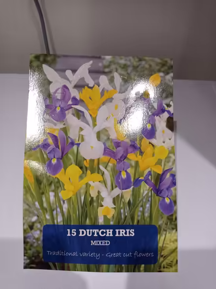 Photo of free B&M Dutch iris bulbs bought in error (Chippenham) #1